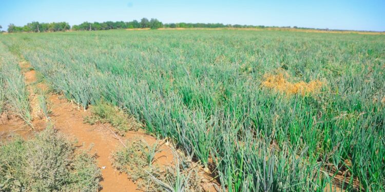 Алматы облысындағы ауылда 17 мың тонна пияз жиналды