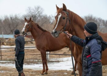 Жылқы шаруашылығы және жем-шөп өндіру ғылыми-зерттеу институты құрылды