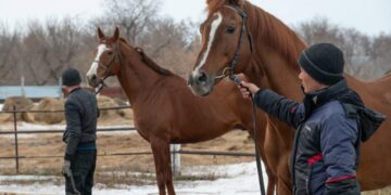 Жылқы шаруашылығы және жем-шөп өндіру ғылыми-зерттеу институты құрылды