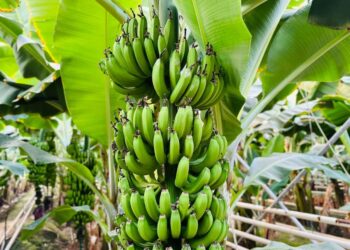Түркістан облысында жылына 1000 тонна банан өсіріледі