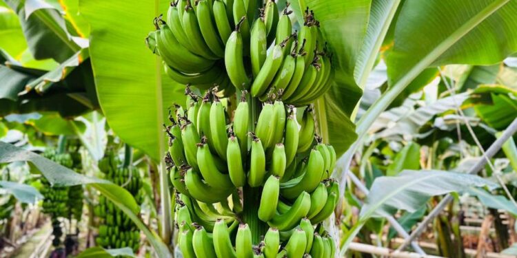 Түркістан облысында жылына 1000 тонна банан өсіріледі