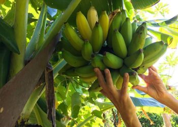 Қазақстанда зәйтүн мен банан өсіру жобалары кеңейтілуі мүмкін