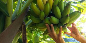 Қазақстанда зәйтүн мен банан өсіру жобалары кеңейтілуі мүмкін