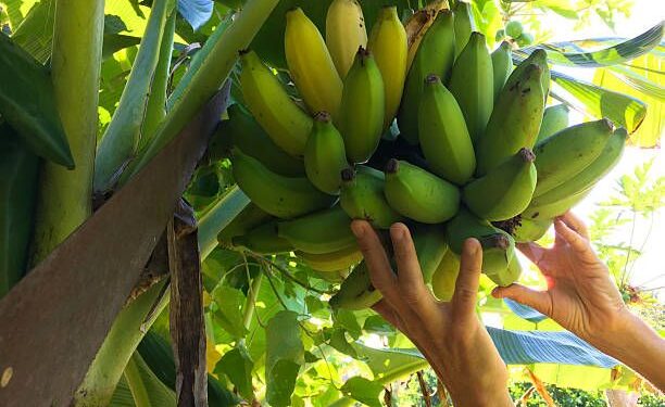 Қазақстанда зәйтүн мен банан өсіру жобалары кеңейтілуі мүмкін