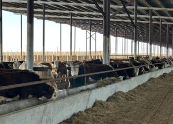 БҚО-да 15 мың бас ірі қара байлайтын бордақылау алаңы іске қосылды