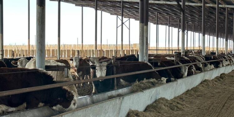 БҚО-да 15 мың бас ірі қара байлайтын бордақылау алаңы іске қосылды