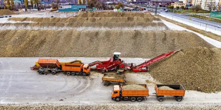 Ақсу, Көксу қант зауыттарына 600 мың тонна өнім өткізілді