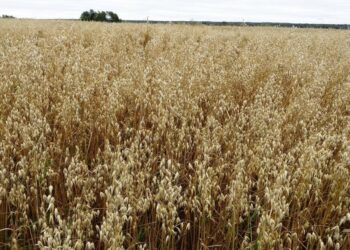 Сұлының жаңа сорты шығарылды