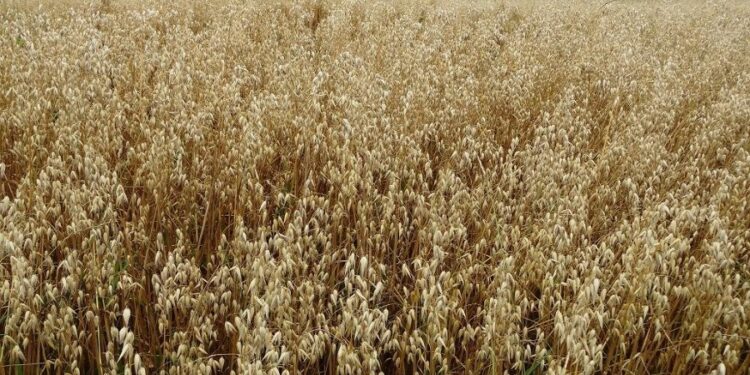 Сұлының жаңа сорты шығарылды