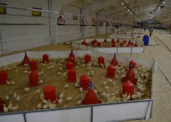 Павлодар облысында құс фабрикасын кеңейту жобасы жүзеге асты