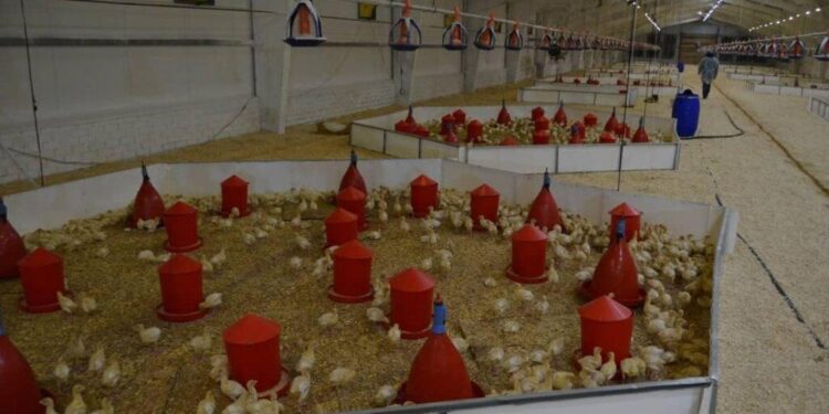 Павлодар облысында құс фабрикасын кеңейту жобасы жүзеге асты