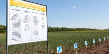 Суперэлиталық тұқым өндірісі 40 мың тоннаға дейін жетеді