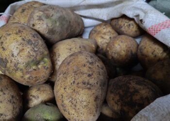 Үкімет 6 айға дейін картоп экспортына шектеу қойды