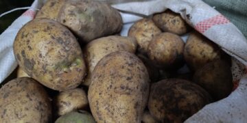 Үкімет 6 айға дейін картоп экспортына шектеу қойды