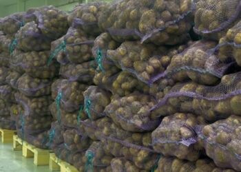 Қызылорда облысында картоп қоры жеткілікті