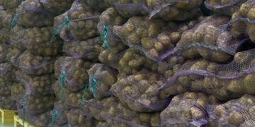 Қызылорда облысында картоп қоры жеткілікті