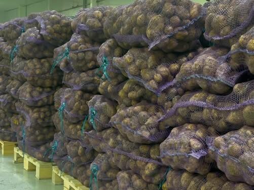 Қызылорда облысында картоп қоры жеткілікті