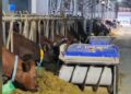 Тауарлы сүт фермалары сауын роботтарын тиімді пайдалана бастады