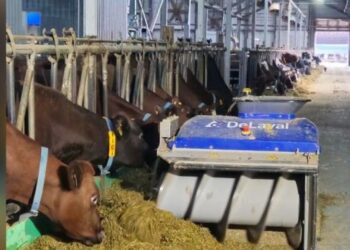 Тауарлы сүт фермалары сауын роботтарын тиімді пайдалана бастады