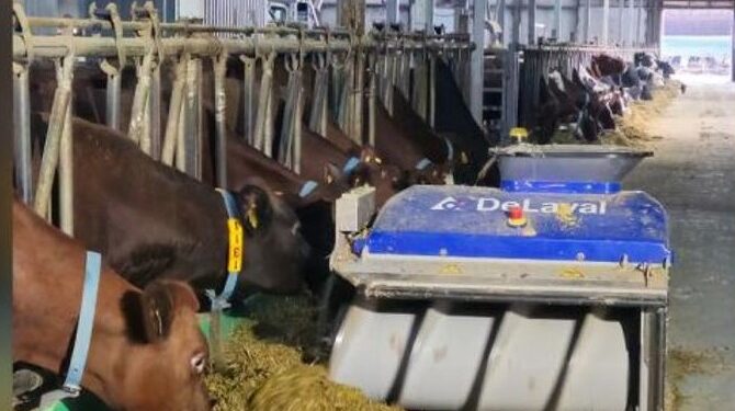 Тауарлы сүт фермалары сауын роботтарын тиімді пайдалана бастады