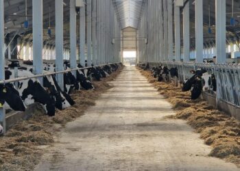 СҚО-да 2500 басқа арналған тауарлы сүт фермасы іске қосылды