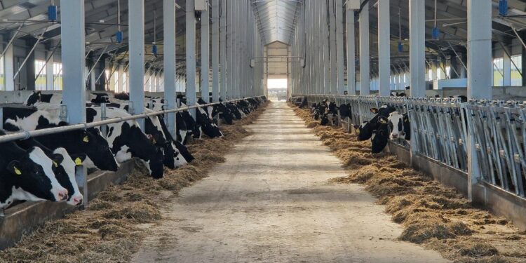 СҚО-да 2500 басқа арналған тауарлы сүт фермасы іске қосылды