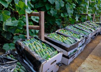 Ірі жылыжай кешені өнім жинау науқанын бастады