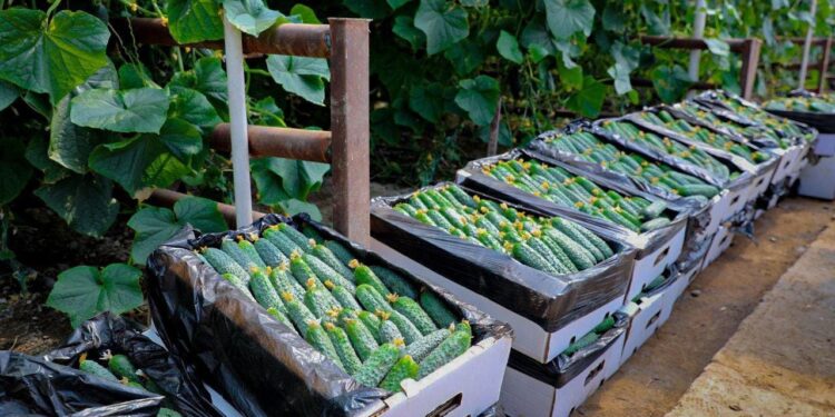 Ірі жылыжай кешені өнім жинау науқанын бастады