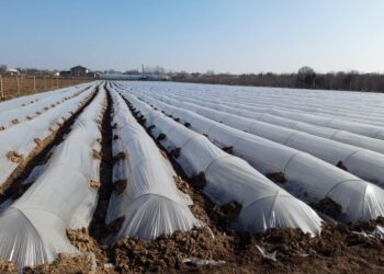 «Қалдан» шаруа қожалығы жоғарғы сұрыпты сәбіз егіп жатыр