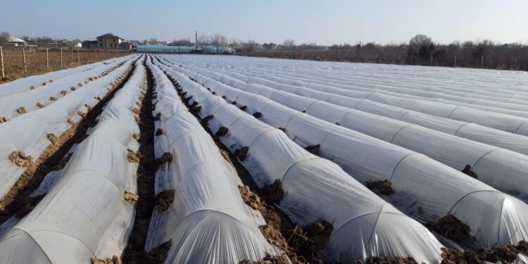 «Қалдан» шаруа қожалығы жоғарғы сұрыпты сәбіз егіп жатыр