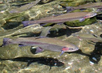 Қонаев қаласында балық өнеркәсібі кешені іске қосылды