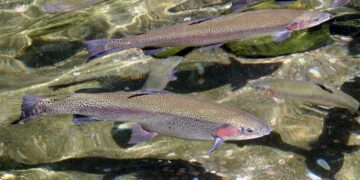 Қонаев қаласында балық өнеркәсібі кешені іске қосылды