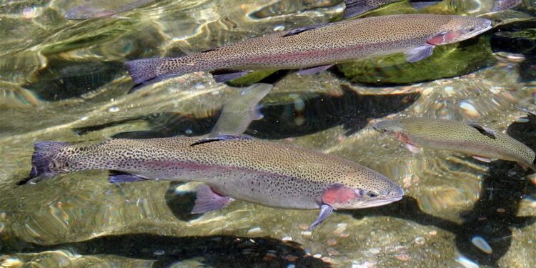 Қонаев қаласында балық өнеркәсібі кешені іске қосылды