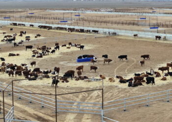 Түркістан облысында кешенді мал бордақылау алаңы ашылды