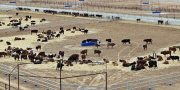 Түркістан облысында кешенді мал бордақылау алаңы ашылды