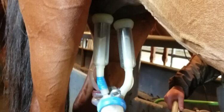 Қостанай облысында неміс технологиясымен құрғақ саумал өндіріледі