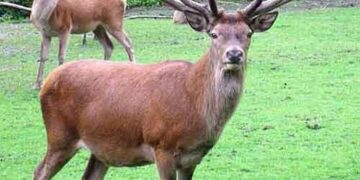 Самарда марал шаруашылығы қайта жанданады