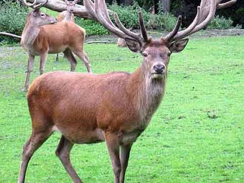 Самарда марал шаруашылығы қайта жанданады