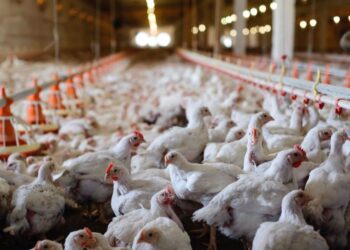 Түркістан облысында ірі құс фабрикасы салынады