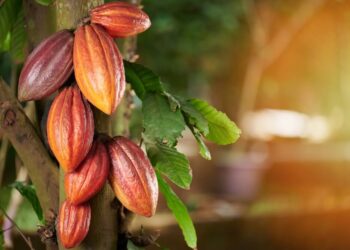 Әлемде какао қоры күрт төмендеді