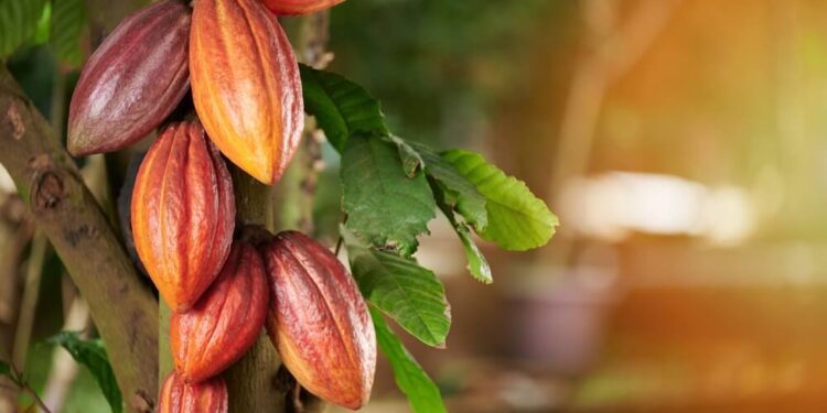 Әлемде какао қоры күрт төмендеді