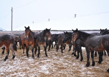 «Бесқарағай» жаңа жылқы тұқымы өзгелерден ерекше