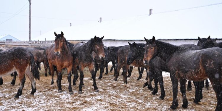 «Бесқарағай» жаңа жылқы тұқымы өзгелерден ерекше
