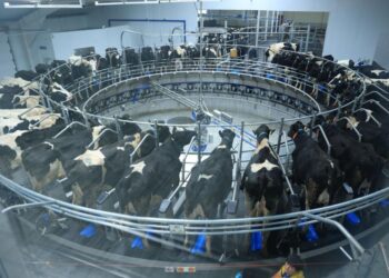 Қостанай облысында жаңа тауарлы сүт фермасы іске қосылды