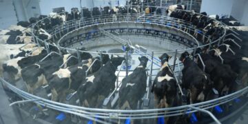 Қостанай облысында жаңа тауарлы сүт фермасы іске қосылды