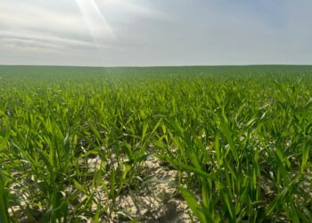 Егінді сақтандыру маусымы басталды