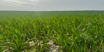 Егінді сақтандыру маусымы басталды