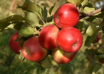 Әйгілі Апорт алма сорты қайта жаңғыртылады