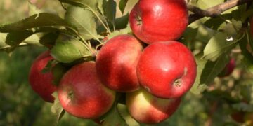 Әйгілі Апорт алма сорты қайта жаңғыртылады