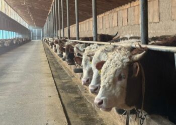 Қарағанды облысында ет комбинаты бар бордақылау алаңы салынады